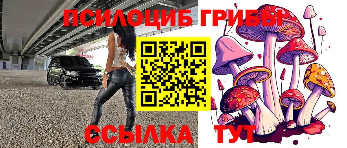 Псилоцибиновые грибы Psilocybe Кинешма